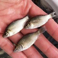 湖南餐饮食材淡水鱼半成品供货企业推荐，正规源头供应商实力参考