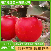 想在临沂周边建采摘园？苹果苗供应商认准鼎源苗木